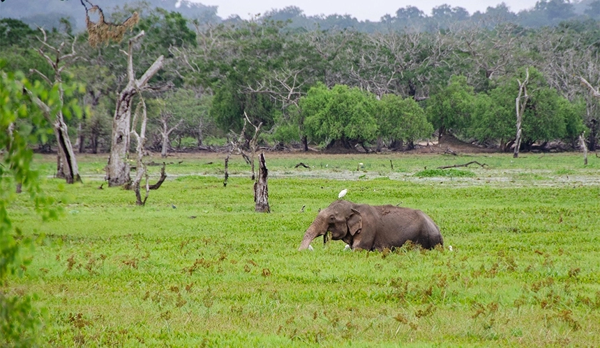 Yala National Park