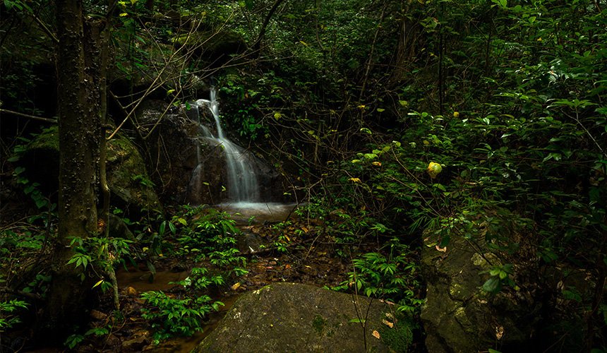 Sinharaja Forest Reserve