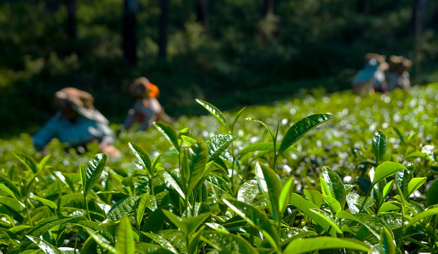 Tea Plantation & Factory Visit