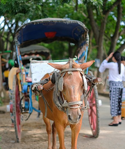 Bullock Cart Riding