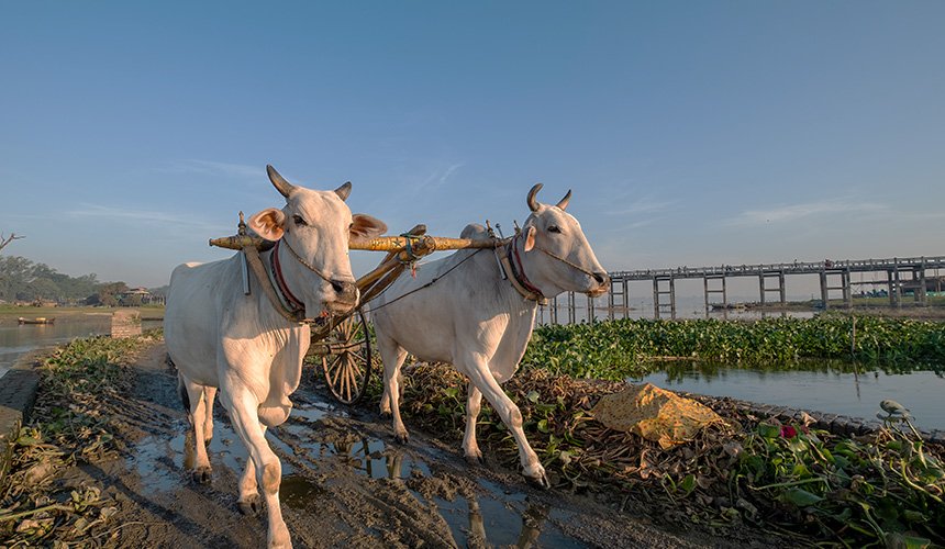 Bullock Cart Riding